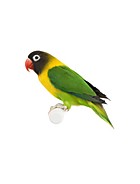 Acessórios para Pássaros